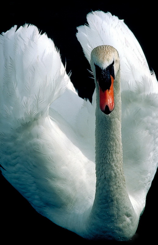 Schwan neu IMG0020_Bildgröße ändern.jpg